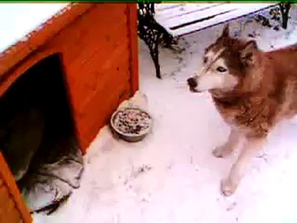 Snow Dogs