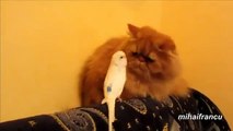 Papagei spielt mit Katze