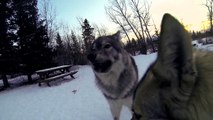 Skijouring and visiting the Wolfdog Sanctuary in Canmore Alberta Canada with the Planet D