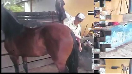 caballo jorge rojas sincelejo