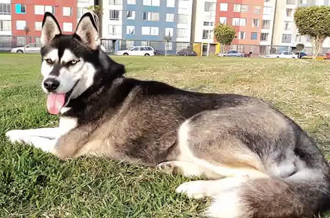 Siberian Husky y Pequines