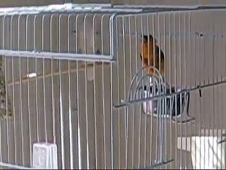 My Canary bird singing