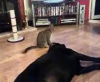 Fighting Like Cat And Dog