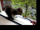 Squirrel Feeding - Matilda Again