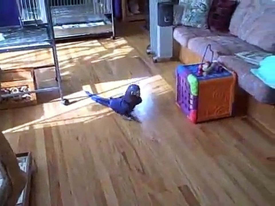 Training Your Parrot: Creating Your Own Indoor Rain Forest