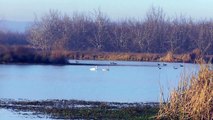 Trumpeter Swans with Hundreds of Ducks at Chico Oxidation Ponds