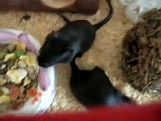 New Gerbils!