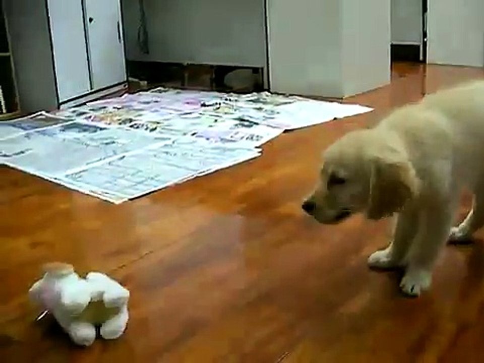 Dog vs toy