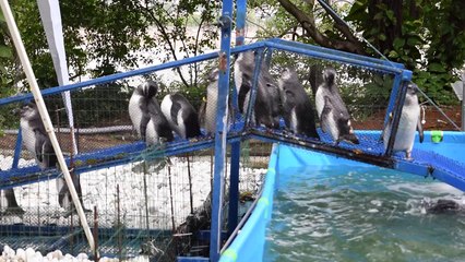 Pinguins que chegam no Espírito Santo ficam 3 meses em tratamento