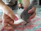 Como Cuidar un gatito recién nacido