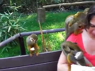 Affen Mamas und Babys - monkeys - sweeeeeeeet