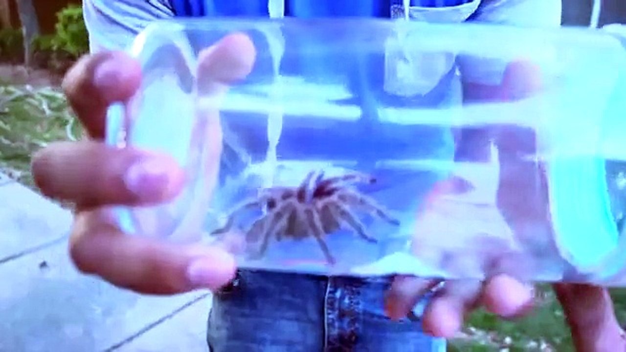 EXTREME SPIDER PRANK (GONE WRONG)