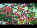 Video Acuarelas de Panamá en Acuarela 640 x 480.mp4