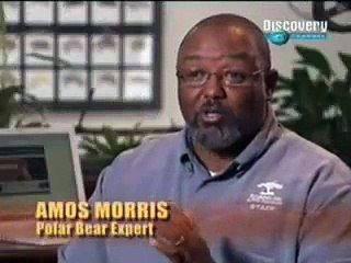 spectacular rescate a oso polar