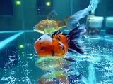 Oranda Goldfish 15 cm Fancy goldfish Aquarium Tank Black Oranda calico oranda
