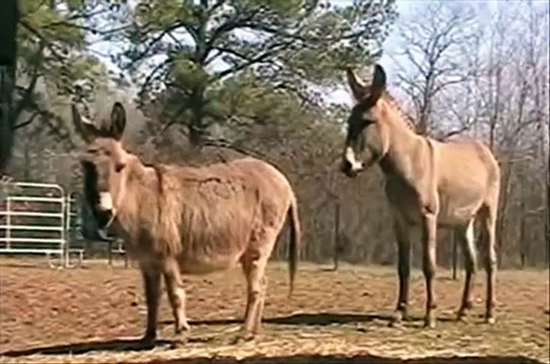 Don Corleone Gets Frisky