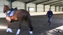 Manolo Mendez Dressage Training for Wellness: Working with the explosive young horse.