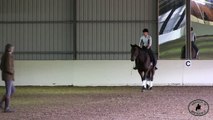 Manolo Mendez Dressage Training for Wellness: Young horse working on basics