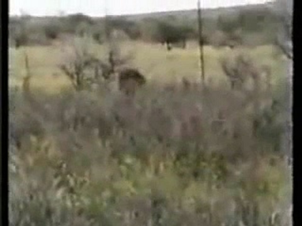 Chasse au lion