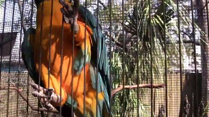 Lowry Park Zoo: Blue-Throated Macaw in Free-Flight Aviary