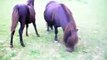 LES PONEYS DE SOPHIE. Poney-club: poneys, poulains, chevaux.