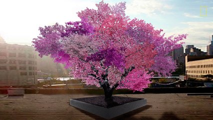 Un professeur fait pousser un arbre à 40 fruits différents - Greffes multiples