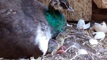 Newborn Peacock with Mother Peahen