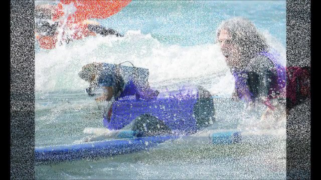 Surfing Dog Surf A Thon 2014 Surf Dog Helen Woodward Contest Best of Surf