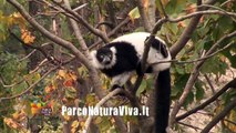 Parco Natura Viva: il video ufficiale