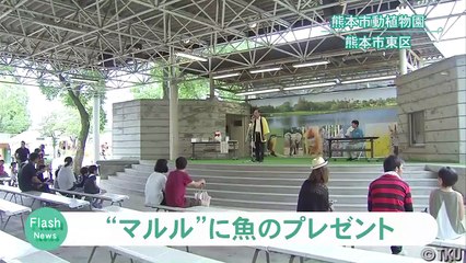 マルルに氷漬けホッケのプレゼント