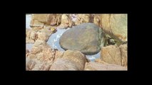Octopus jumps out of water and attacks huge crab (stabilized)