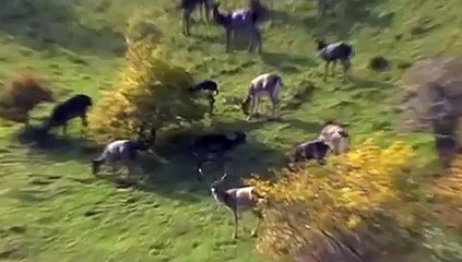 Il Bramito del Daino" Maschio di Daino ed il suo Harem"
