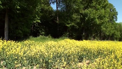 Abeilles. Essaim posé sur une branche à grande hauteur