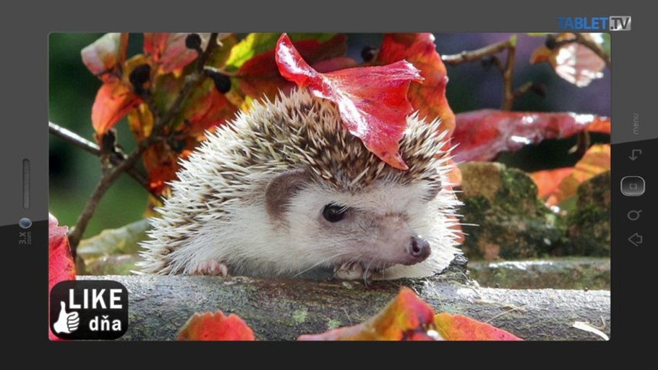 LIKE DŇA: Prírodný dáždnik