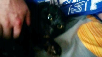 Angry cat hissing