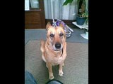 mijn lieve hond is overleden, dit is mijn afscheids clip voor haar :'(