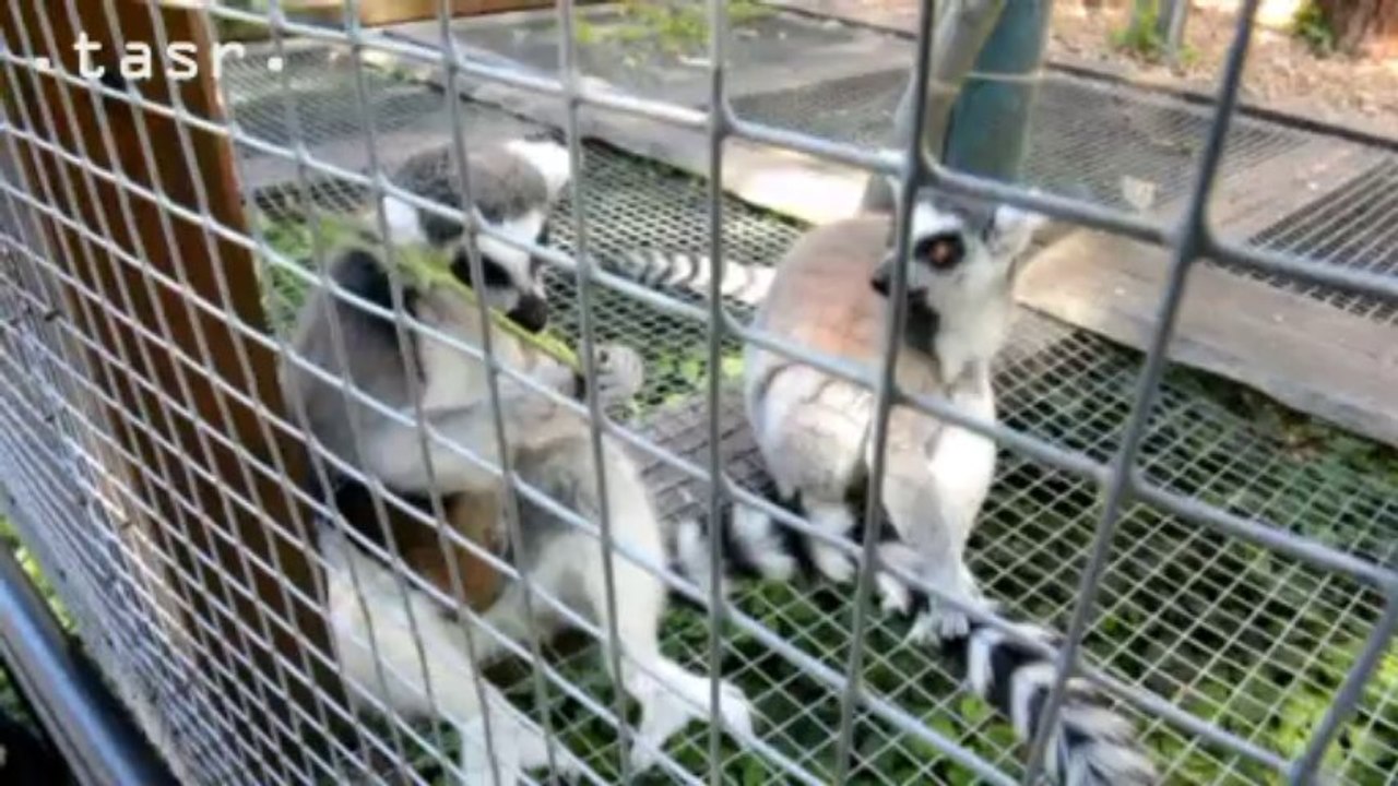 V košickej ZOO sa narodil Lemur kata 