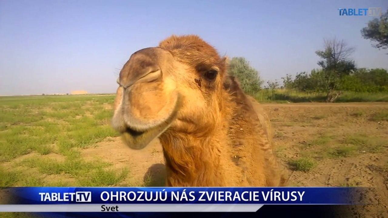 POTVRDENÉ: MERS na Slovensku nie je