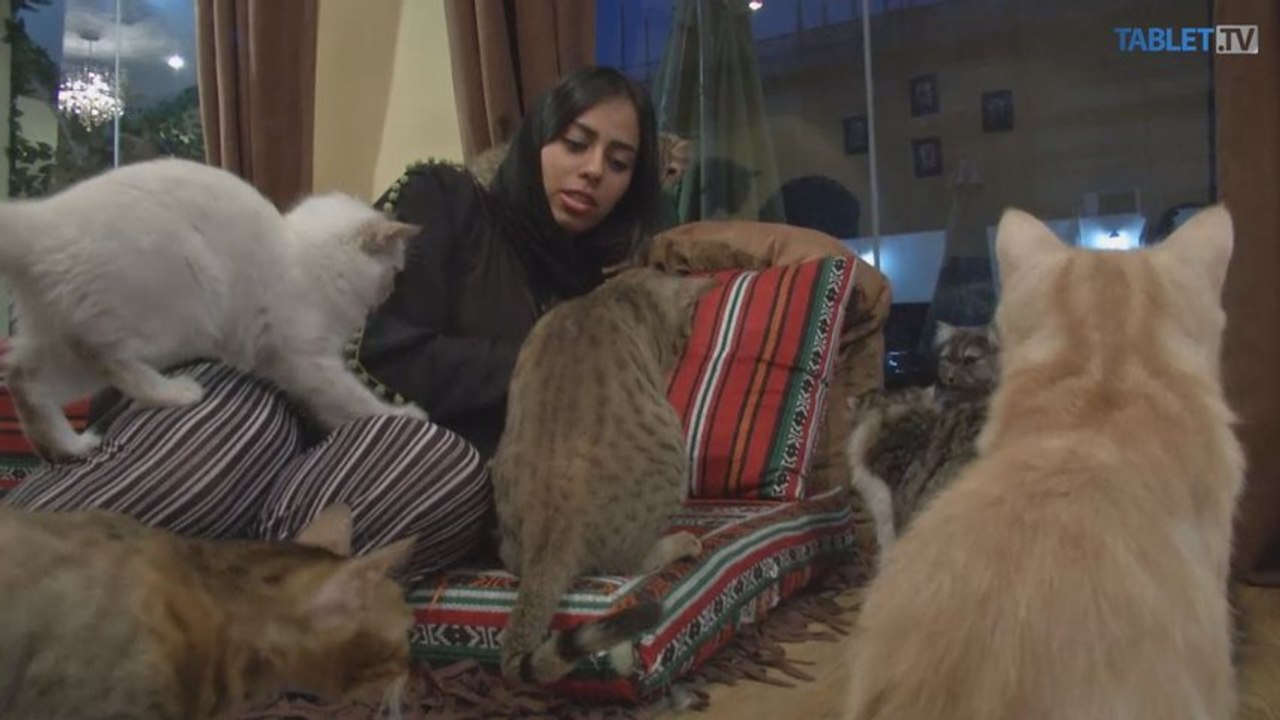 Ak si chcete kávu vychutnať v spoločnosti mačiek, navštívte kaviareň v Dubaji