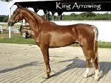 King Arrowing, American Saddlebred dressage prospect