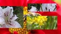 Beautiful nature - insects in flight 2 Hoverflies slow motion