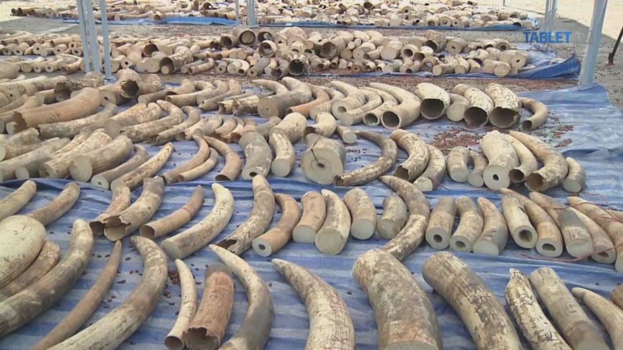 V Thajsku zhabali rekordné množstvo slonoviny za šesť miliónov eur