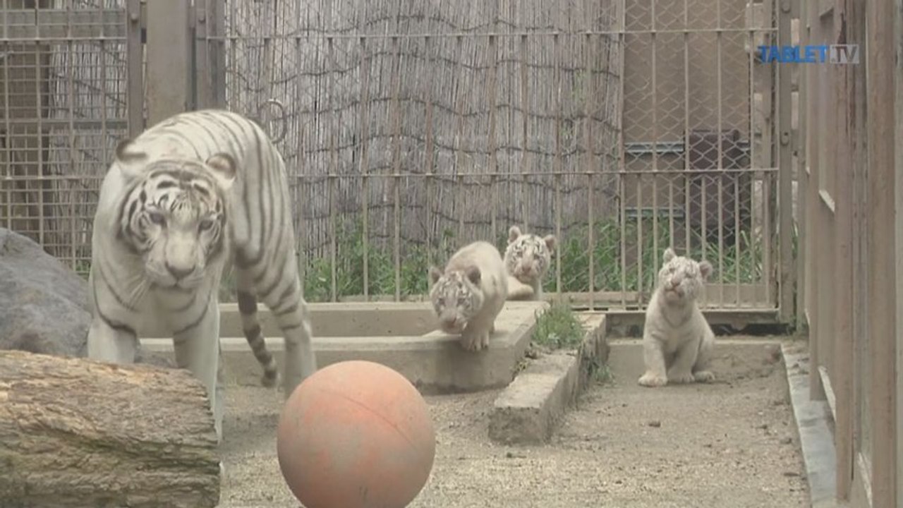 Štyri mláďatá tigra bieleho rozveselili japonskú ZOO
