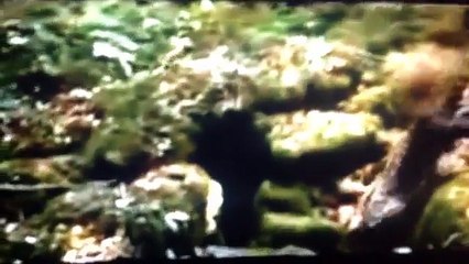 Fox and child - COME LITTLE CHILDREN ~ MUSIC