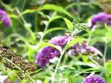 Butterflies and Bees