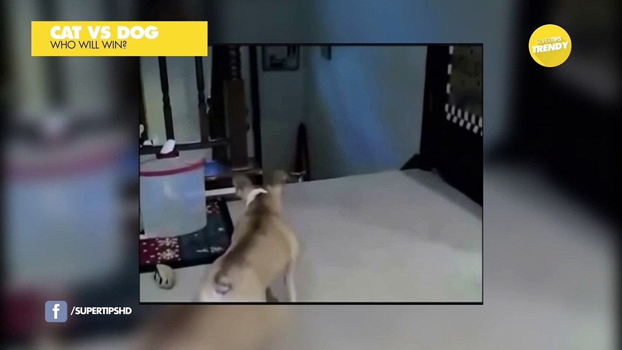 A very brave Dog , finds an even more bad Cat!