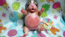 New! Baby Bulldog in firm silicone by Ping Lau