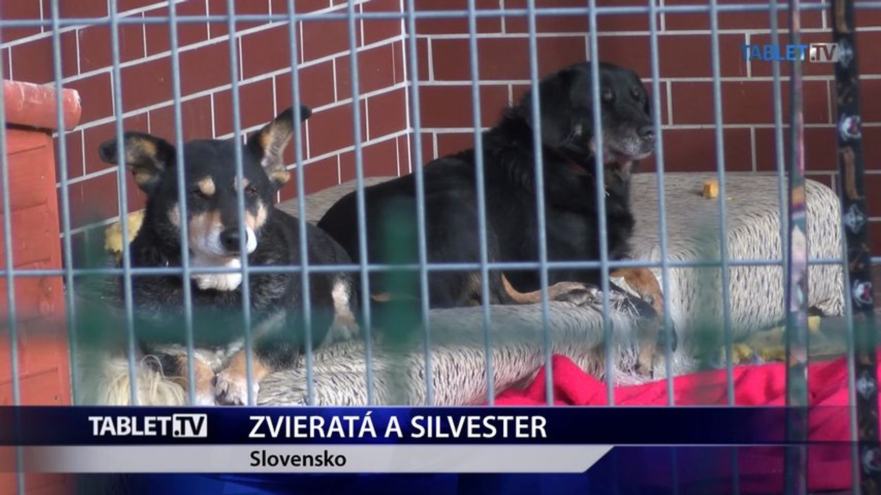 Zvieratá nemajú oslavy Nového roka veľmi v láske