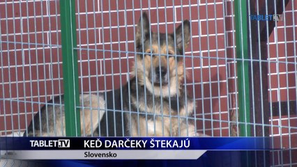 KED DARCEKY STEKAJU 15.12.2014