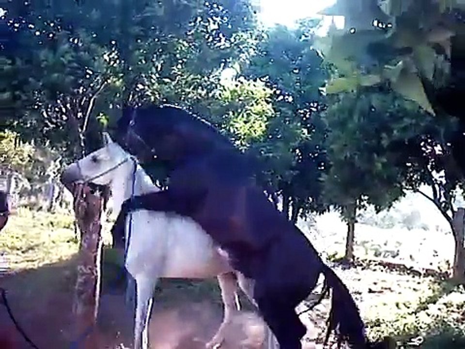 Manuel e o seu grande garanhão